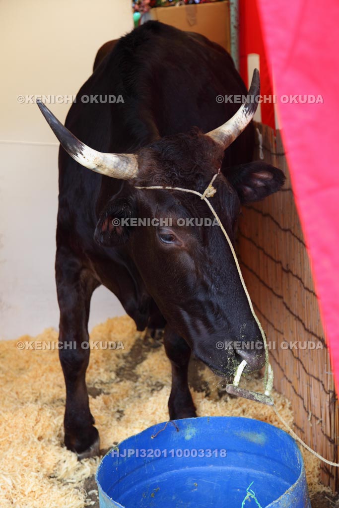 大阪府　天神祭　福梅講　福牛