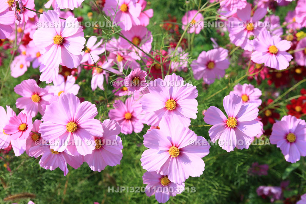 大阪府　コスモス