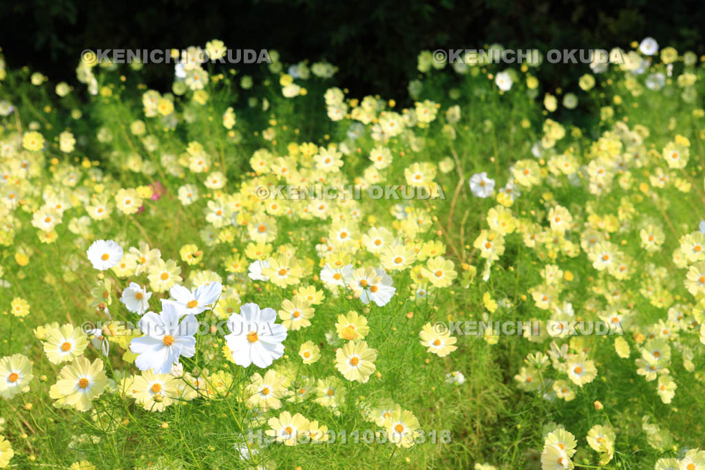 大阪府　コスモス