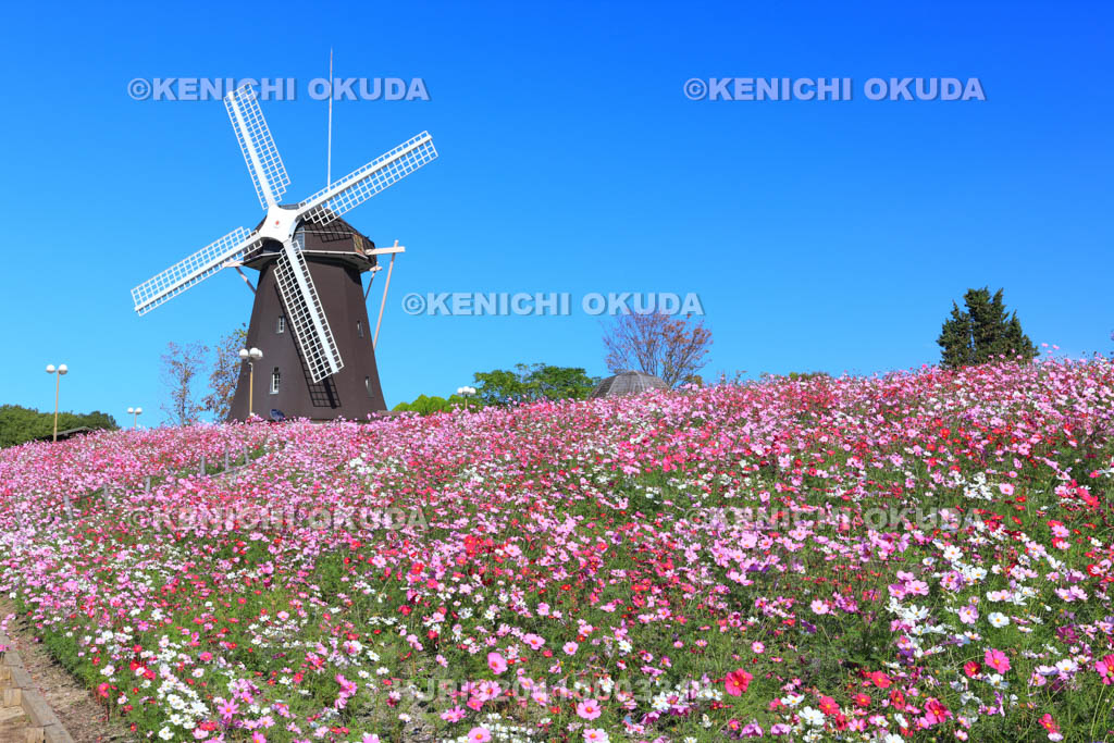 大阪府　花博記念公園鶴見緑地　風車の丘のコスモス