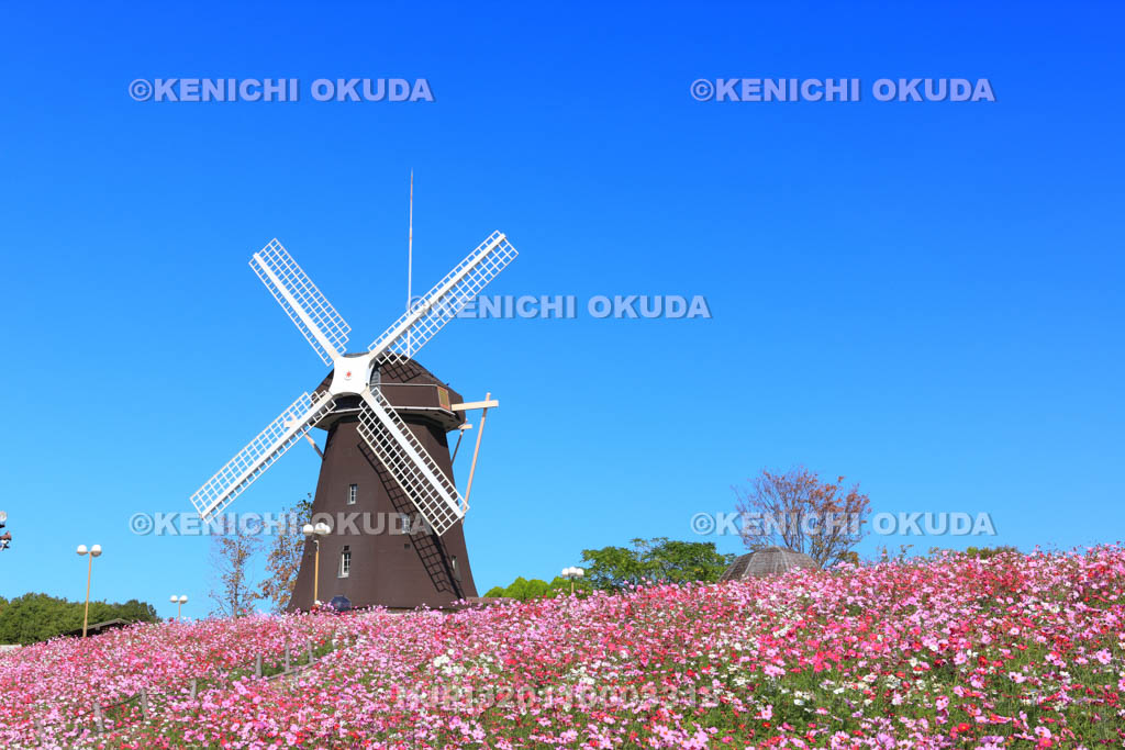 大阪府 花博記念公園鶴見緑地 風車の丘のコスモス