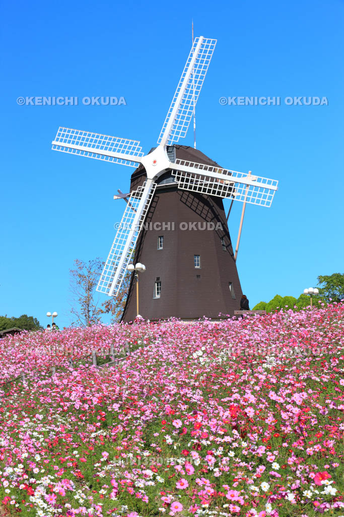 大阪府　花博記念公園鶴見緑地　風車の丘のコスモス