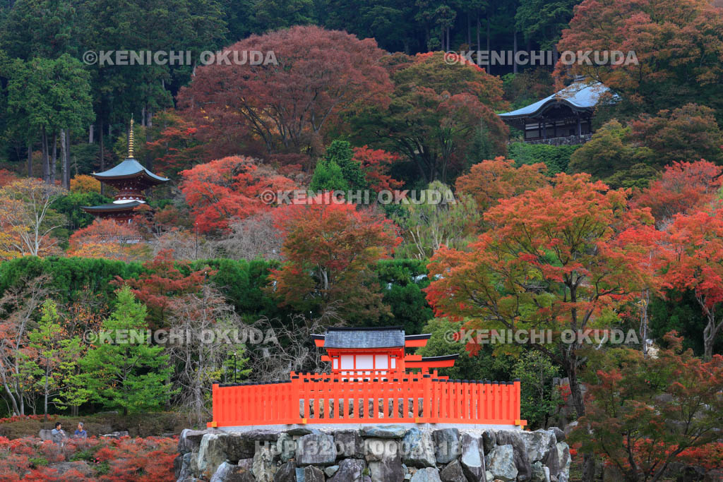 大阪府 紅葉の勝尾寺