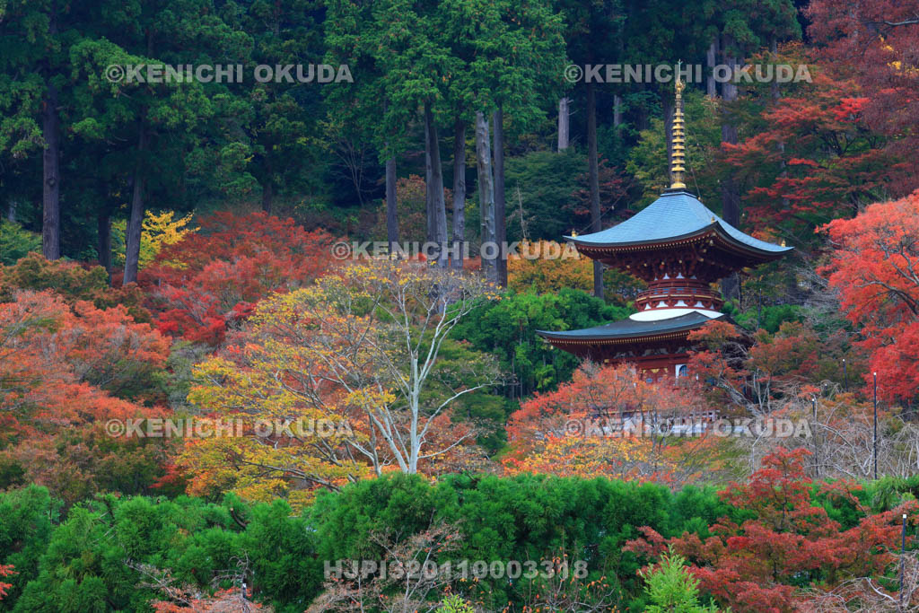 大阪府　紅葉の勝尾寺　多宝塔