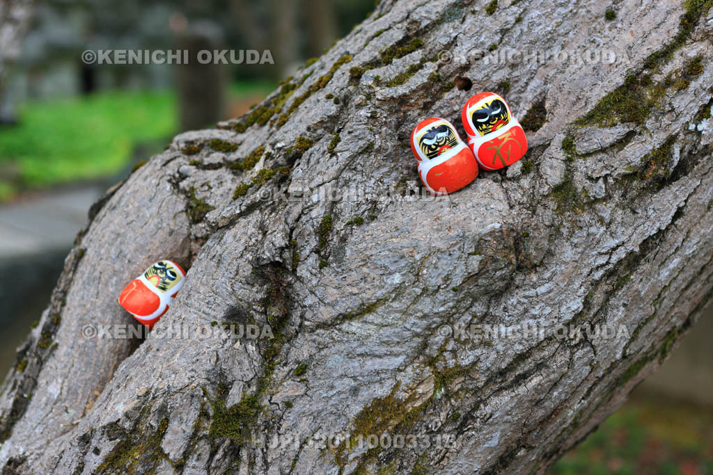 大阪府　勝尾寺　勝ちダルマ