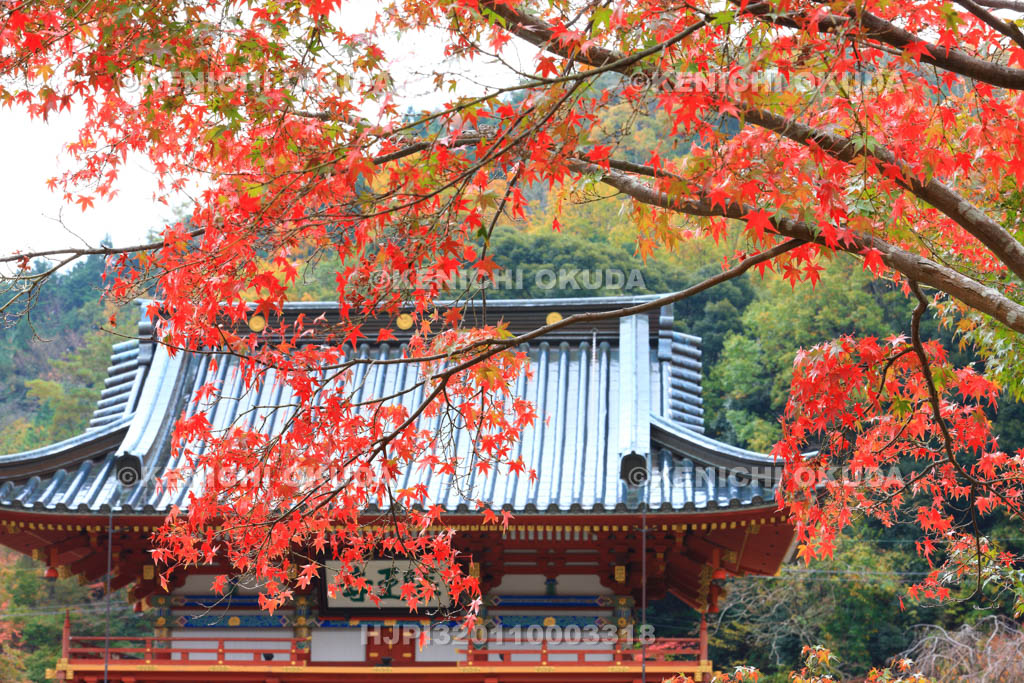 大阪府　紅葉の勝尾寺　山門