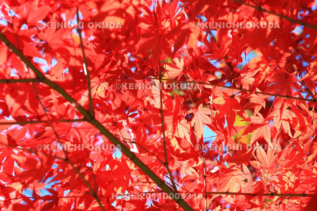 大阪府　摂津峡公園の紅葉