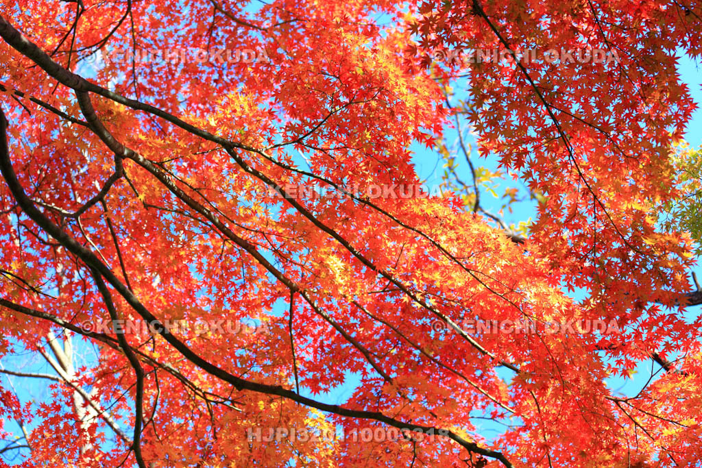 大阪府　摂津峡公園　もみじ谷の紅葉