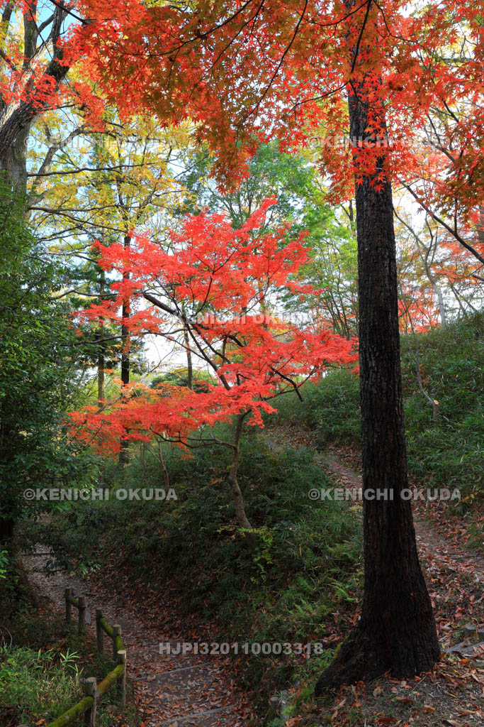 大阪府　摂津峡公園　もみじ谷の紅葉