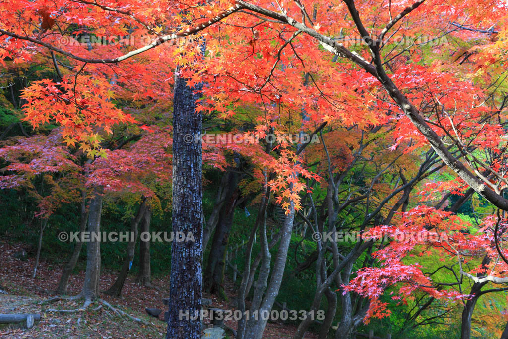 大阪府　摂津峡公園　もみじ谷の紅葉