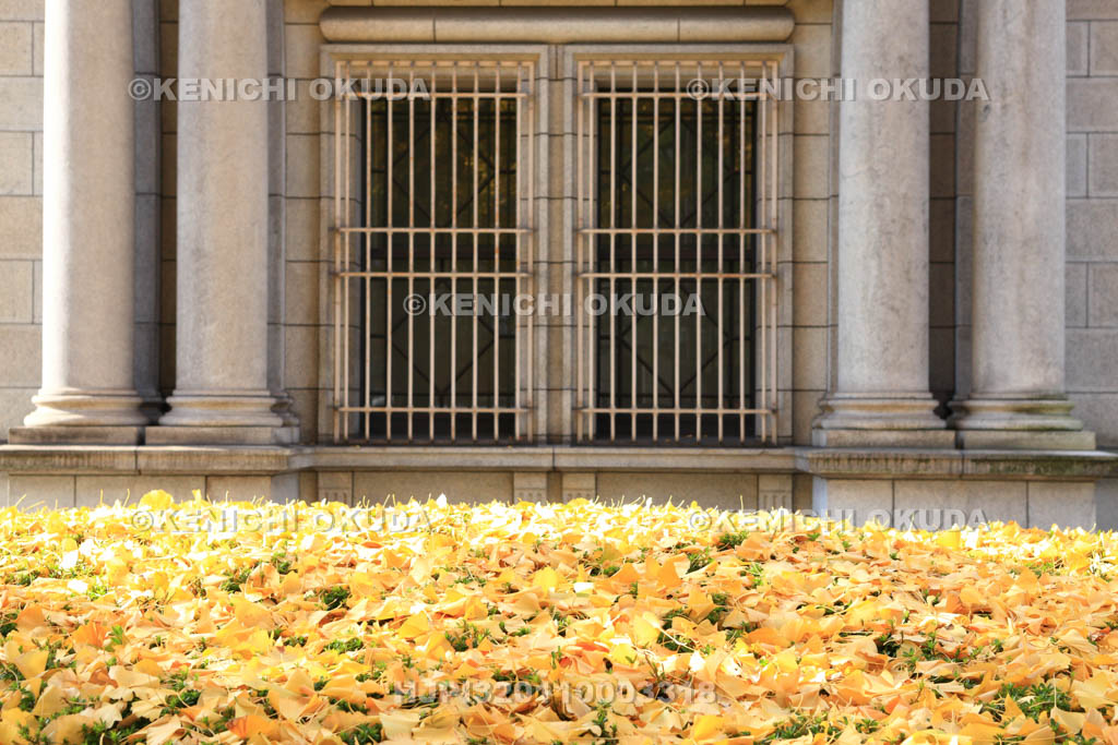 大阪府　イチョウの黄葉と日本銀行大阪支店