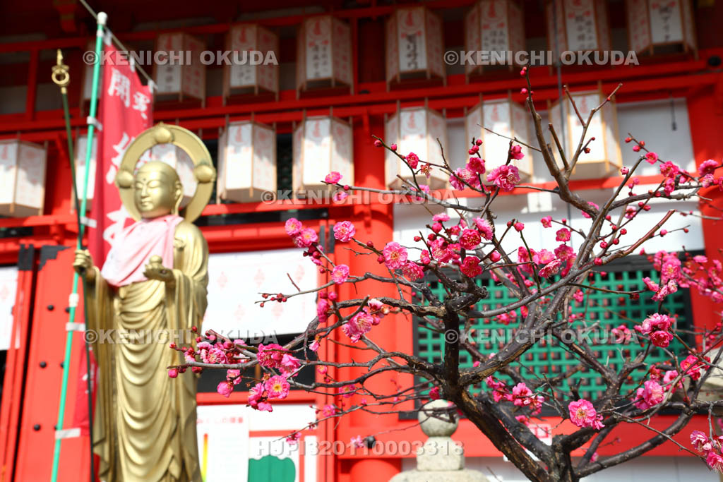 大阪府　愛染堂勝鬘院　慈父地蔵と梅