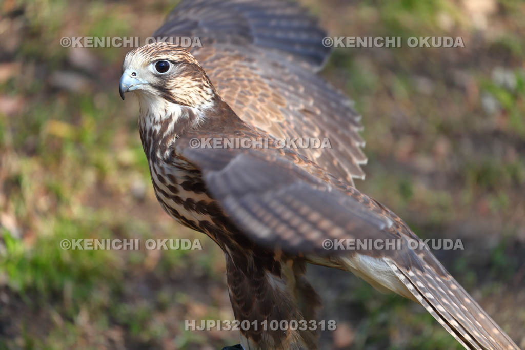 大阪府 鷹匠のセイカーハヤブサ