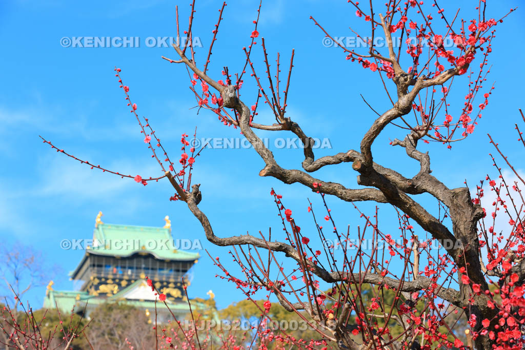 大阪府　梅と大阪城天守閣