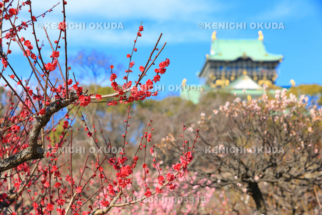 大阪府 梅と大阪城天守閣