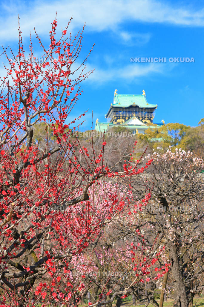 大阪府 大阪城梅林と天守閣