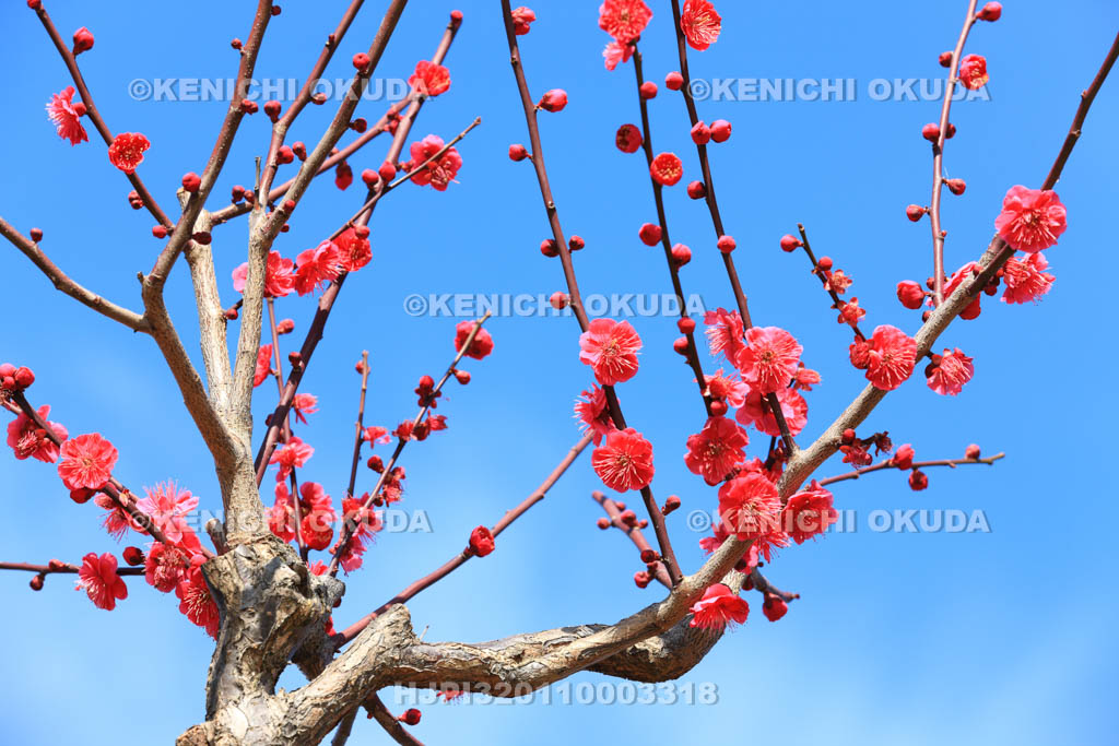 大阪府　大阪城梅林の梅