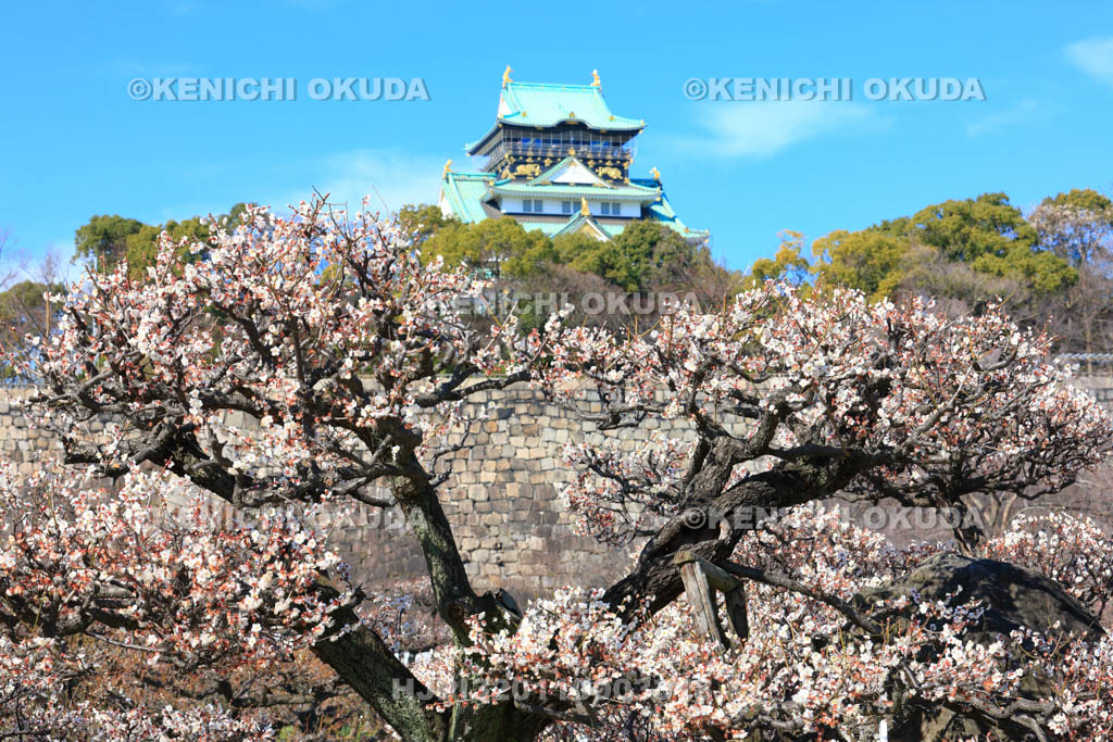 大阪府　大阪城梅林と天守閣