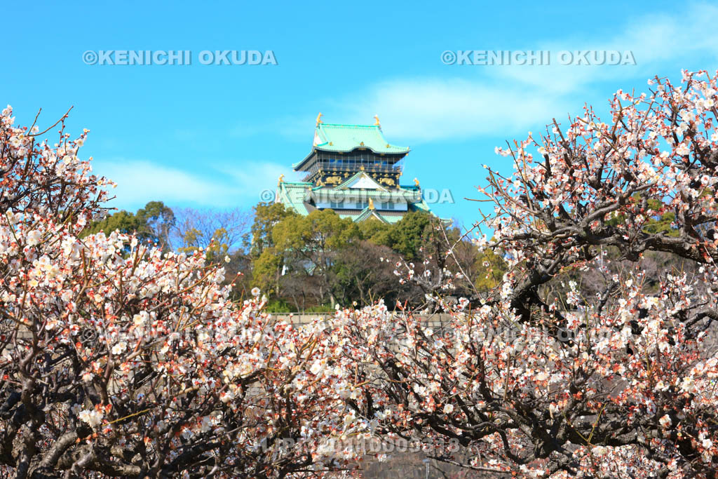 大阪府　大阪城梅林と天守閣
