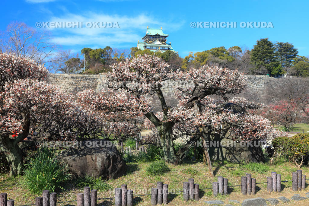 大阪府 大阪城梅林と天守閣