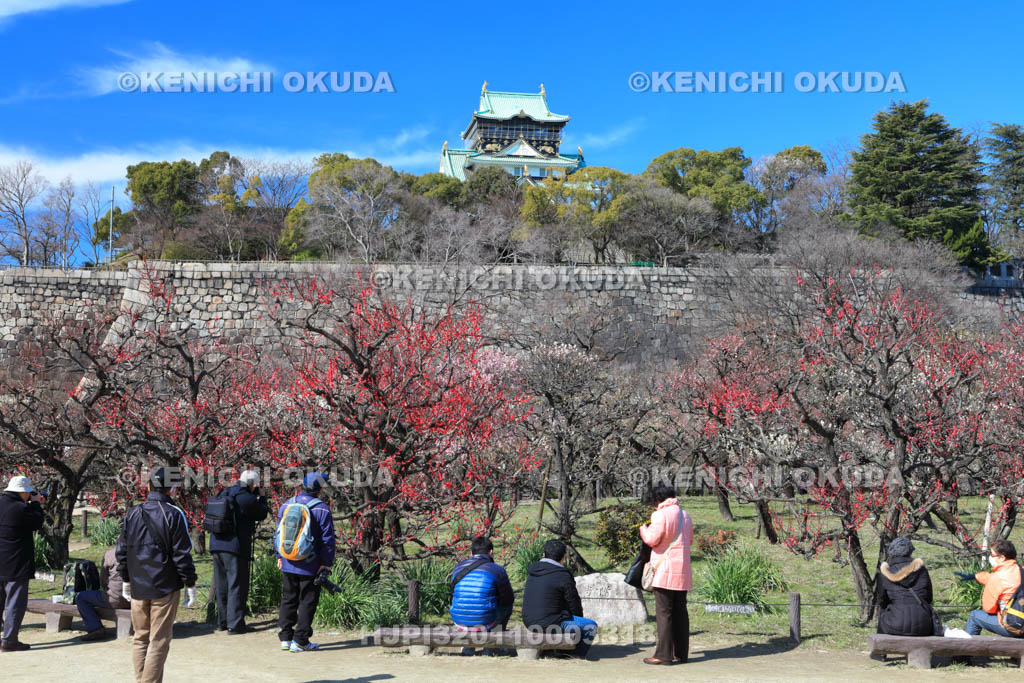 大阪府　大阪城梅林と行楽客