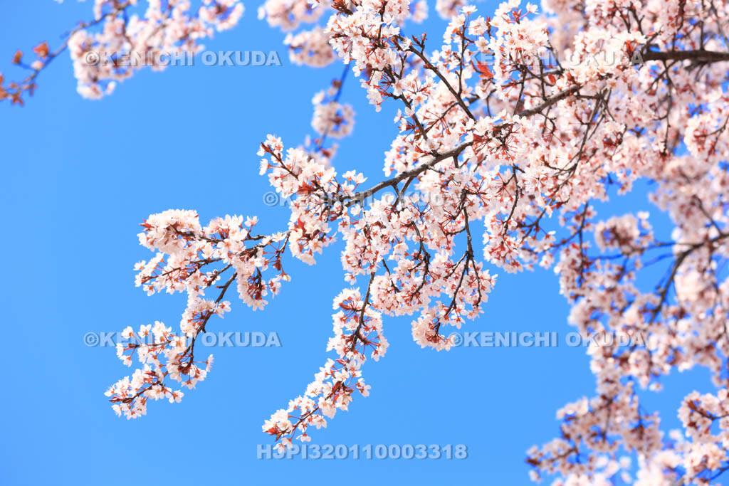 大阪府　桜と青空