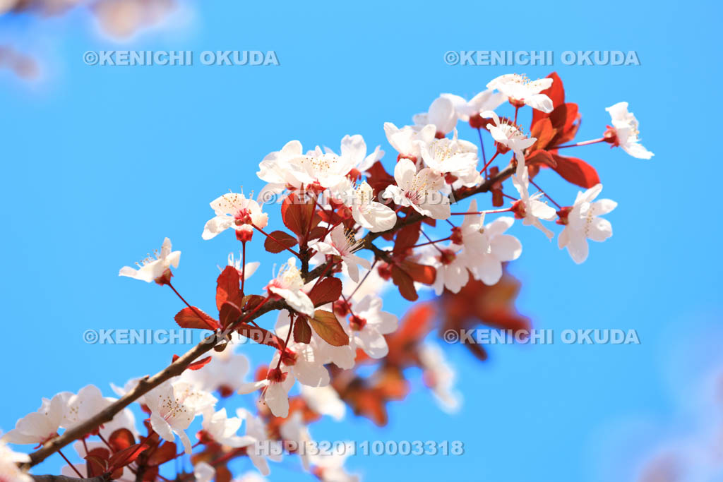 大阪府 桜と青空