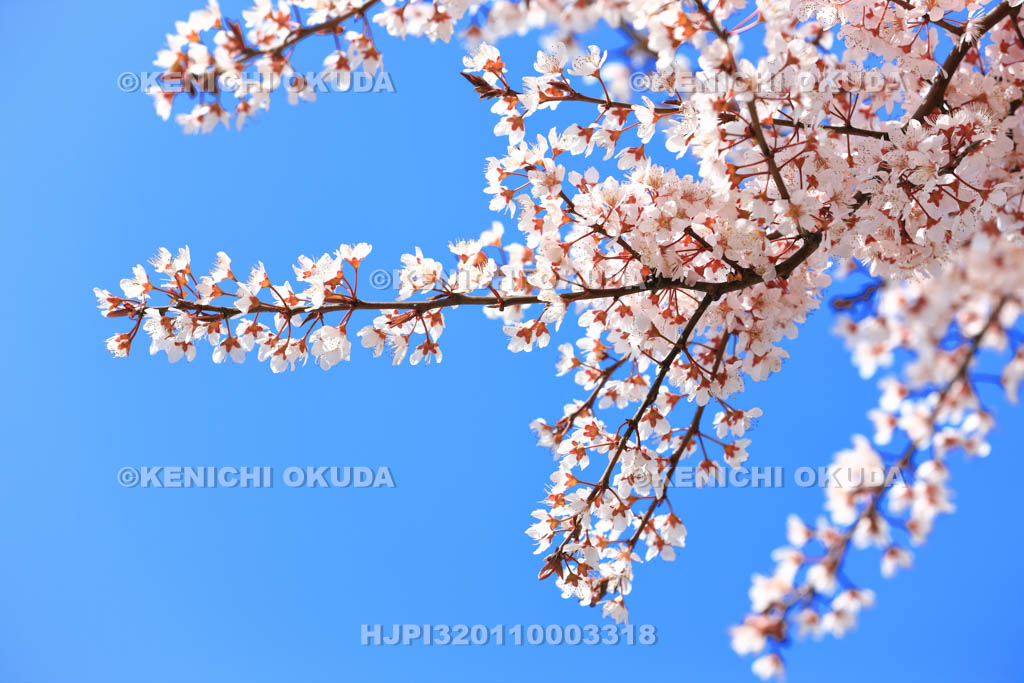 大阪府　桜と青空