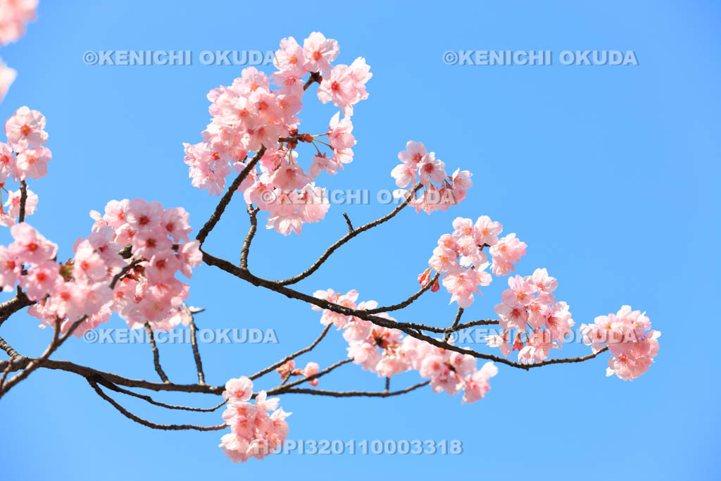 大阪府　桜と青空