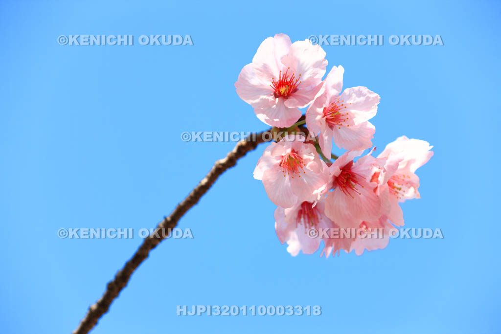 大阪府　桜と青空