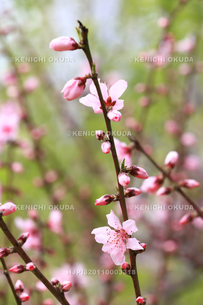 大阪府　モモの花