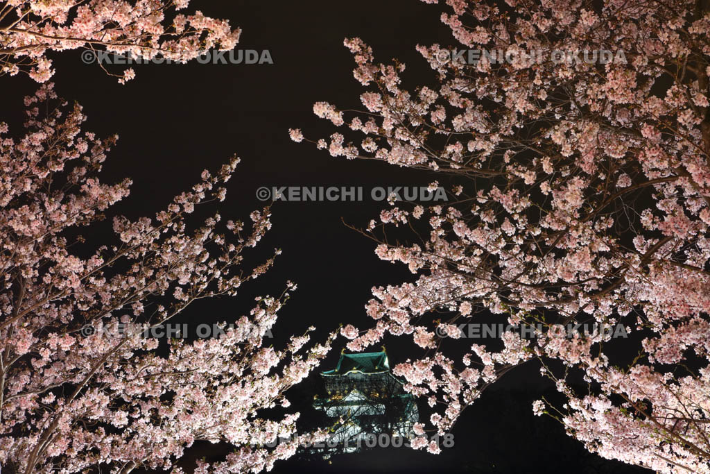 大阪府　夜桜と大阪城天守閣
