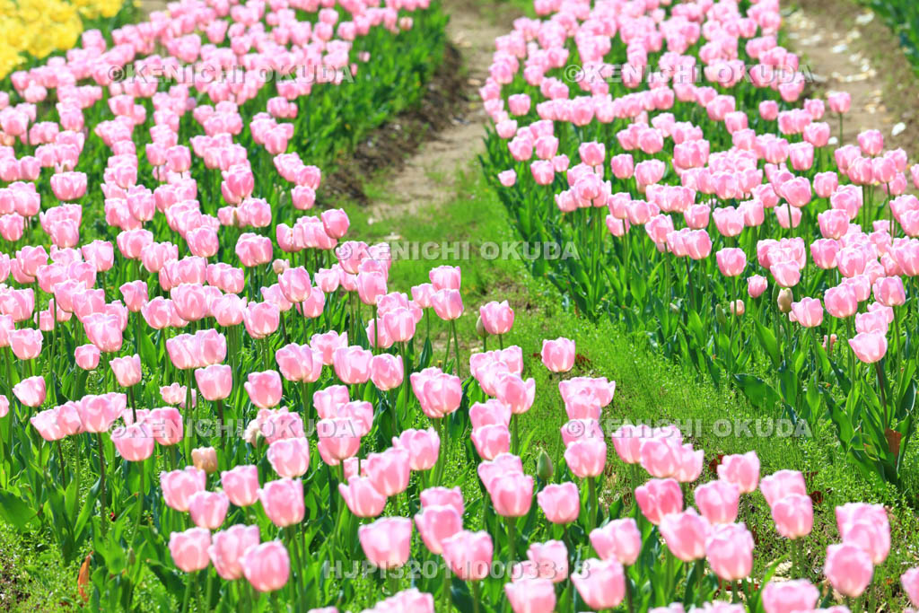 大阪府 万博記念公園 自然文化園のチューリップの花園