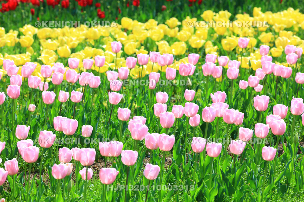 大阪府　万博記念公園　自然文化園のチューリップの花園