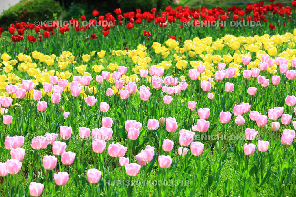 大阪府　万博記念公園　自然文化園のチューリップの花園