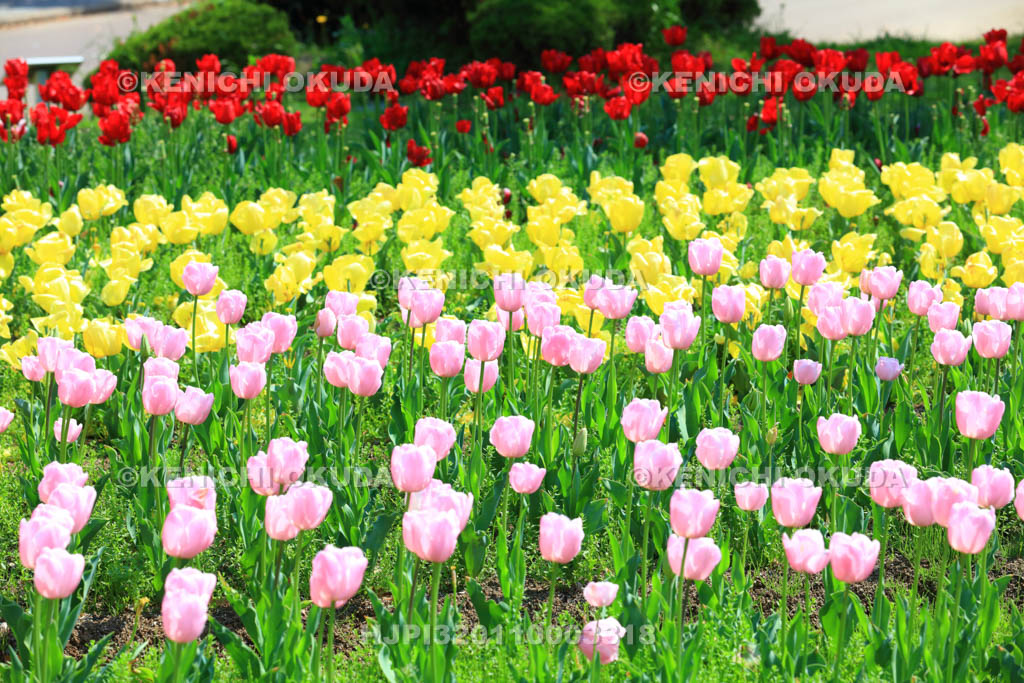 大阪府　万博記念公園　自然文化園のチューリップの花園