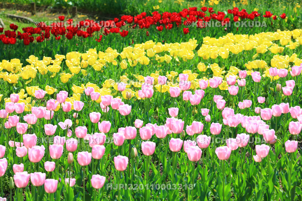 大阪府　万博記念公園　自然文化園のチューリップの花園