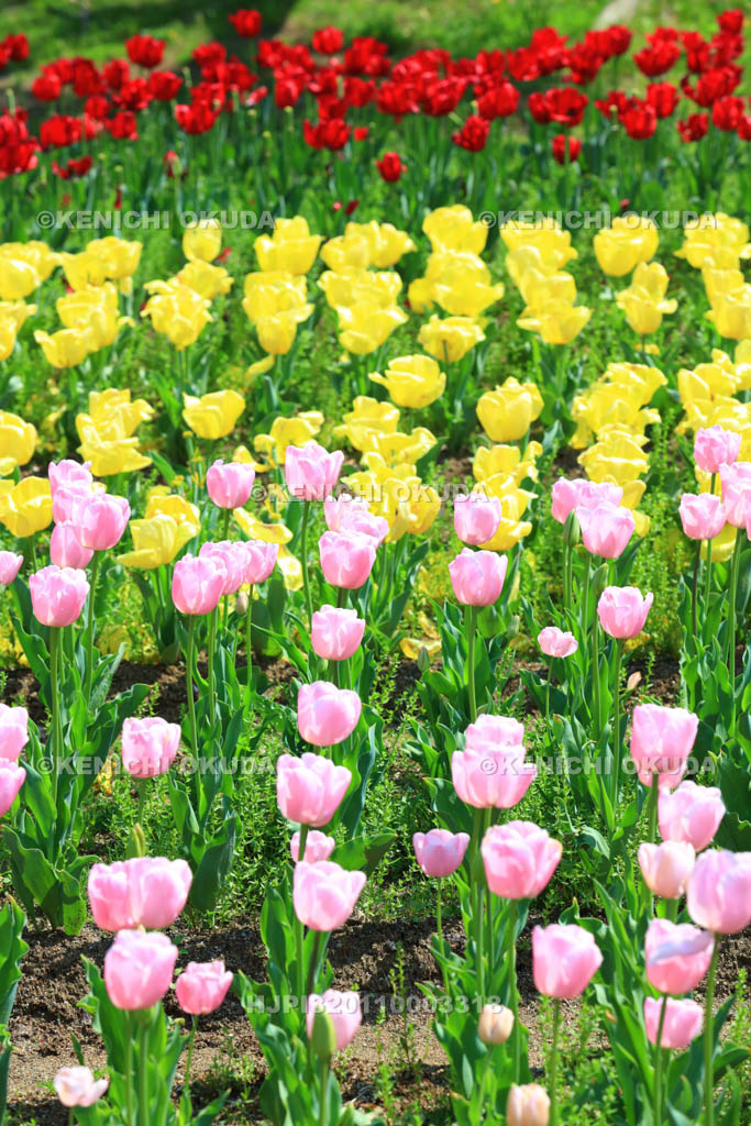 大阪府　万博記念公園　自然文化園のチューリップの花園
