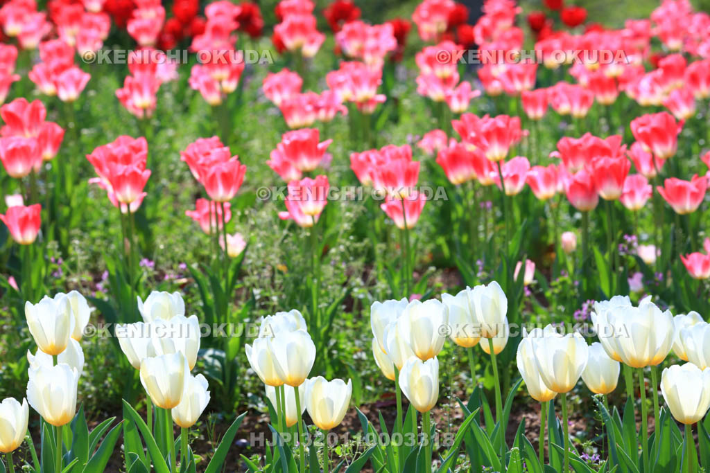 大阪府　万博記念公園　自然文化園のチューリップの花園