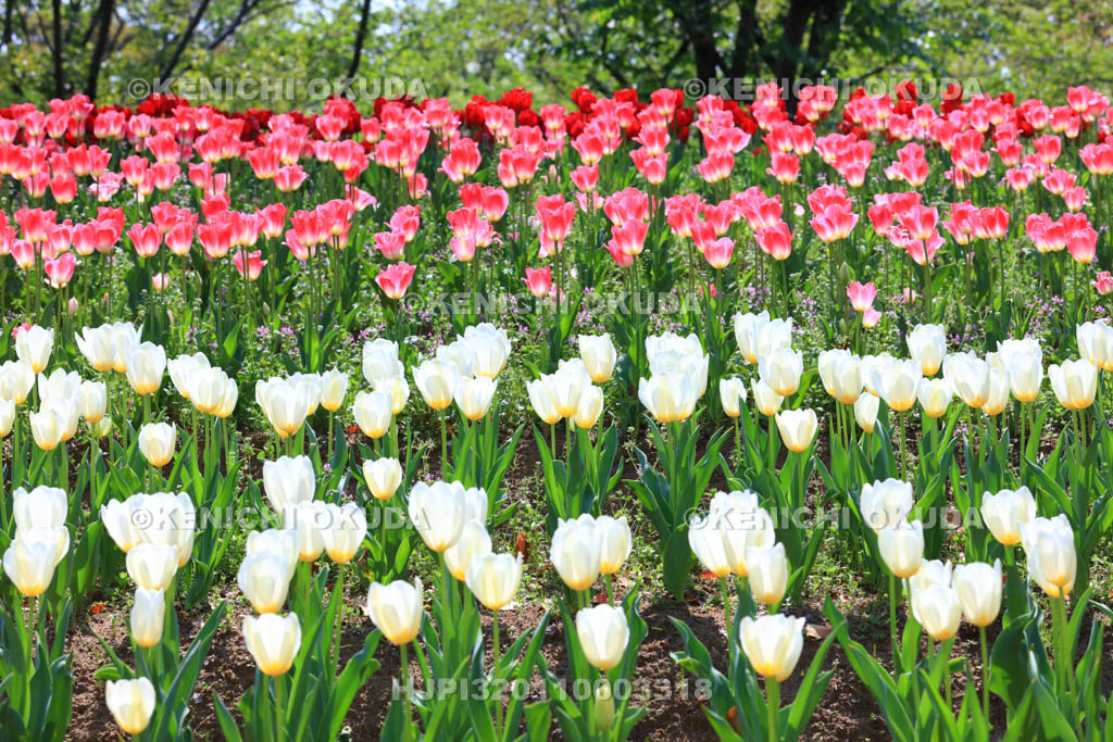 大阪府　万博記念公園　自然文化園のチューリップの花園