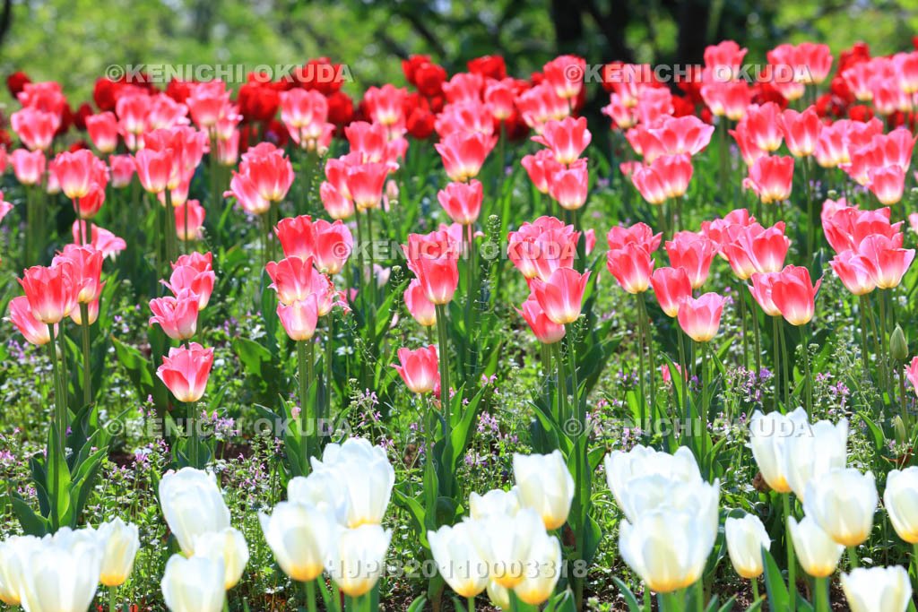 大阪府　万博記念公園　自然文化園のチューリップの花園