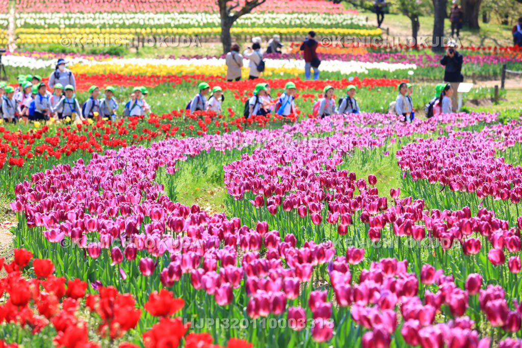 大阪府　万博記念公園　自然文化園のチューリップの花園