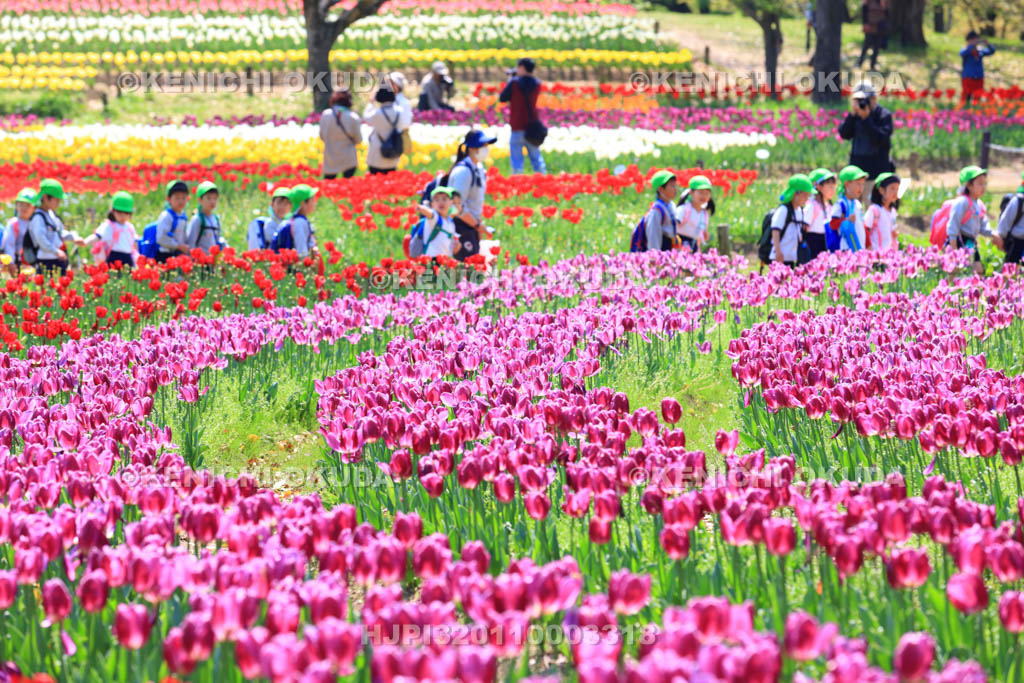 大阪府　万博記念公園　自然文化園のチューリップの花園