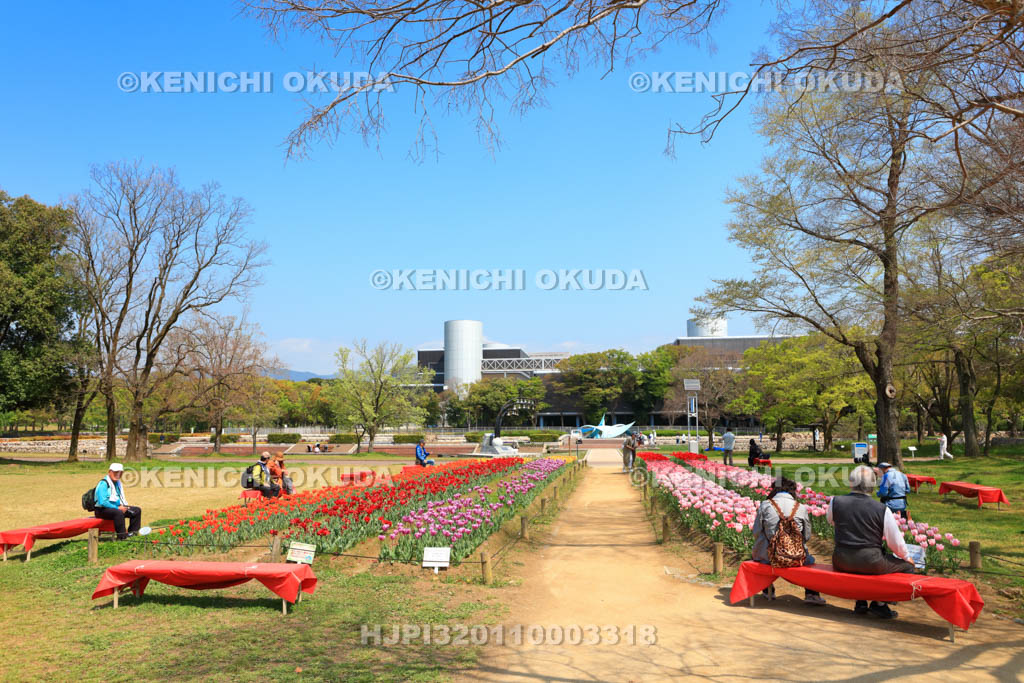 大阪府　万博記念公園　自然文化園のチューリップの花園