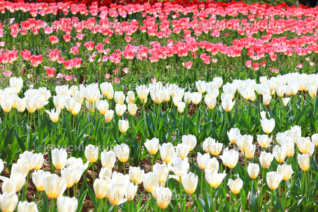 大阪府 万博記念公園 自然文化園のチューリップの花園