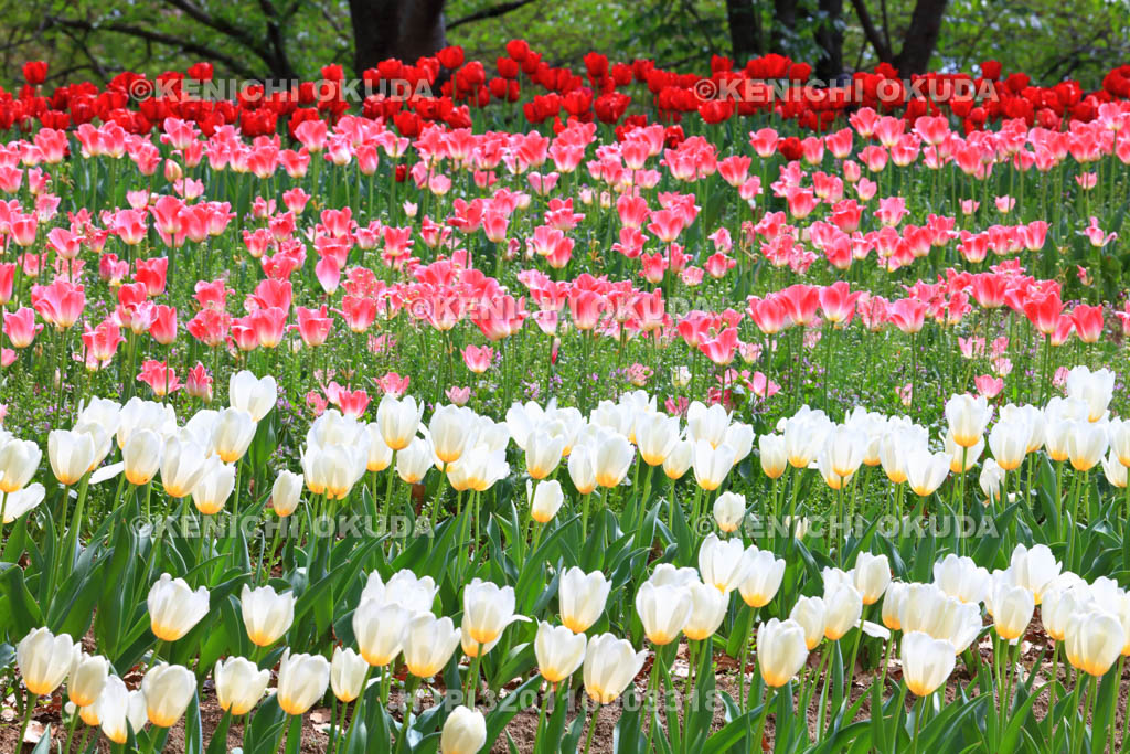 大阪府　万博記念公園　自然文化園のチューリップの花園