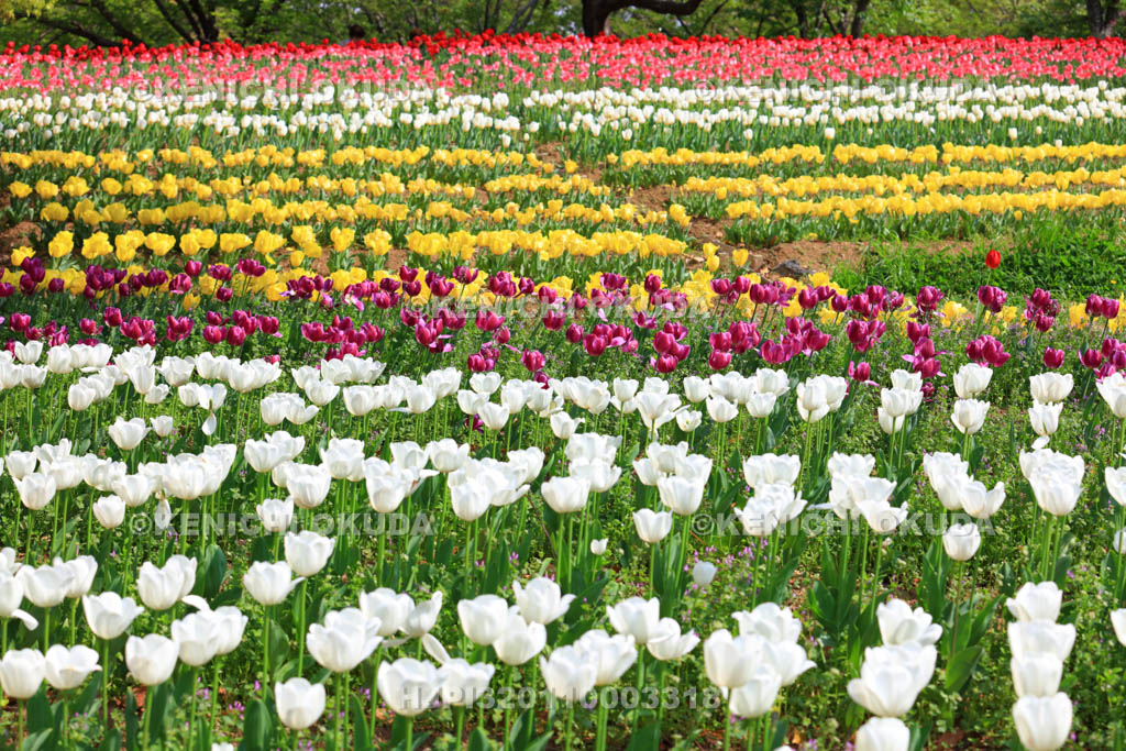 大阪府　万博記念公園　自然文化園のチューリップの花園