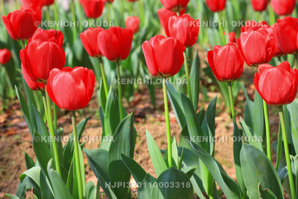 大阪府 万博記念公園 自然文化園のチューリップの花園