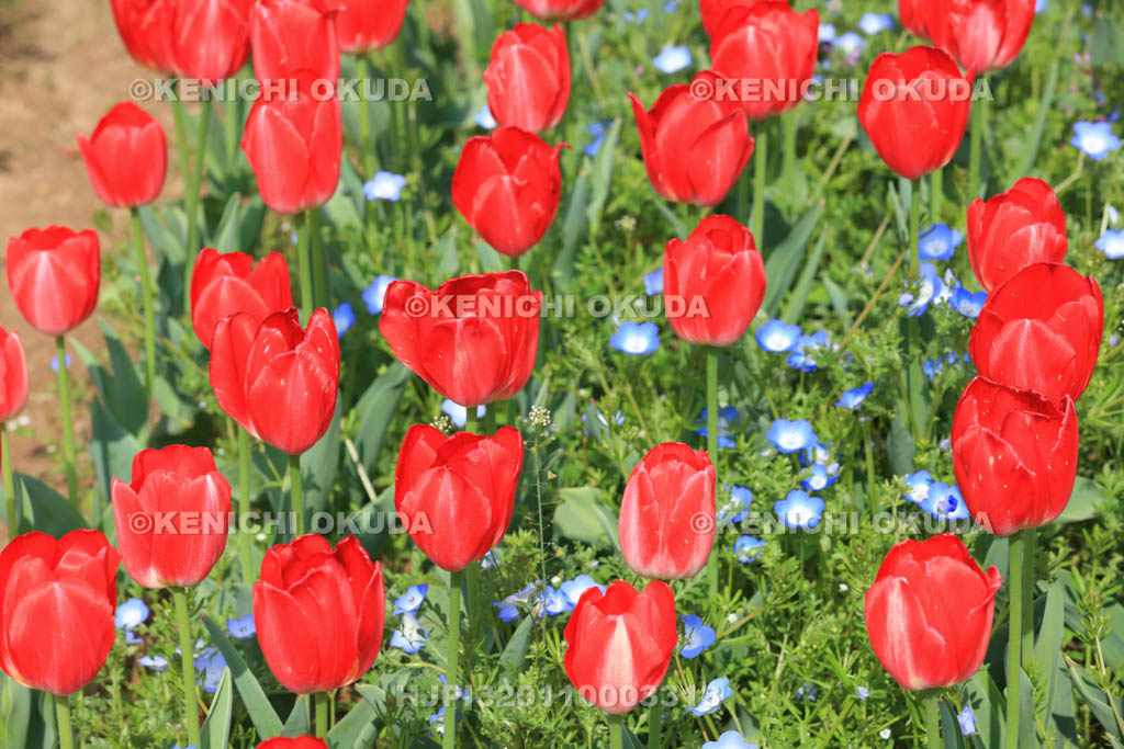 大阪府　万博記念公園　自然文化園のチューリップの花園