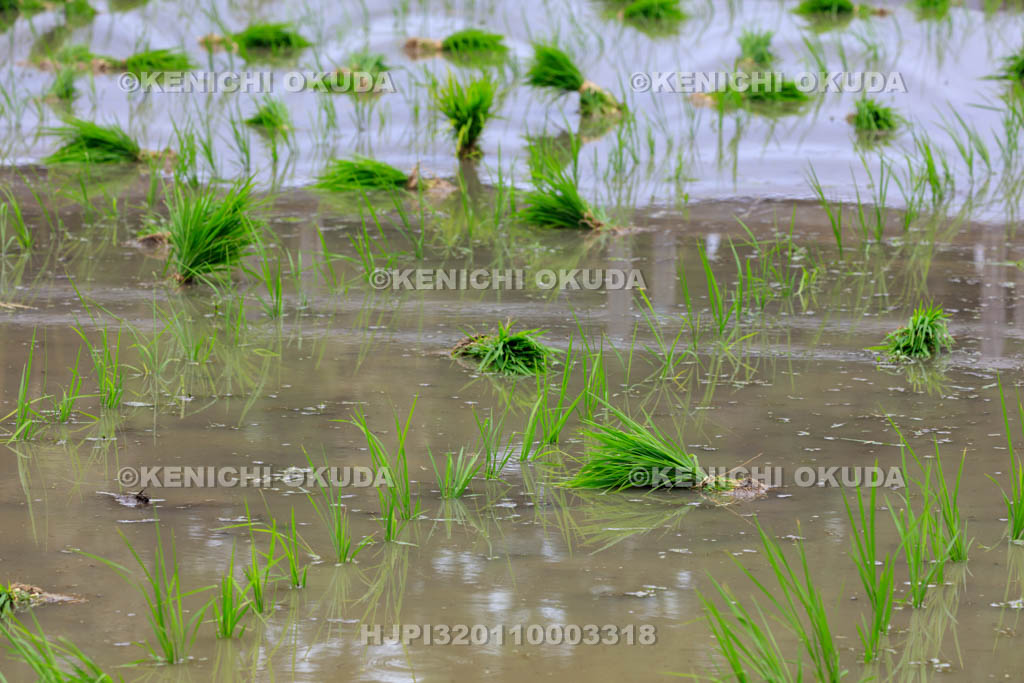 大阪府　住吉大社　御田植神事の御田